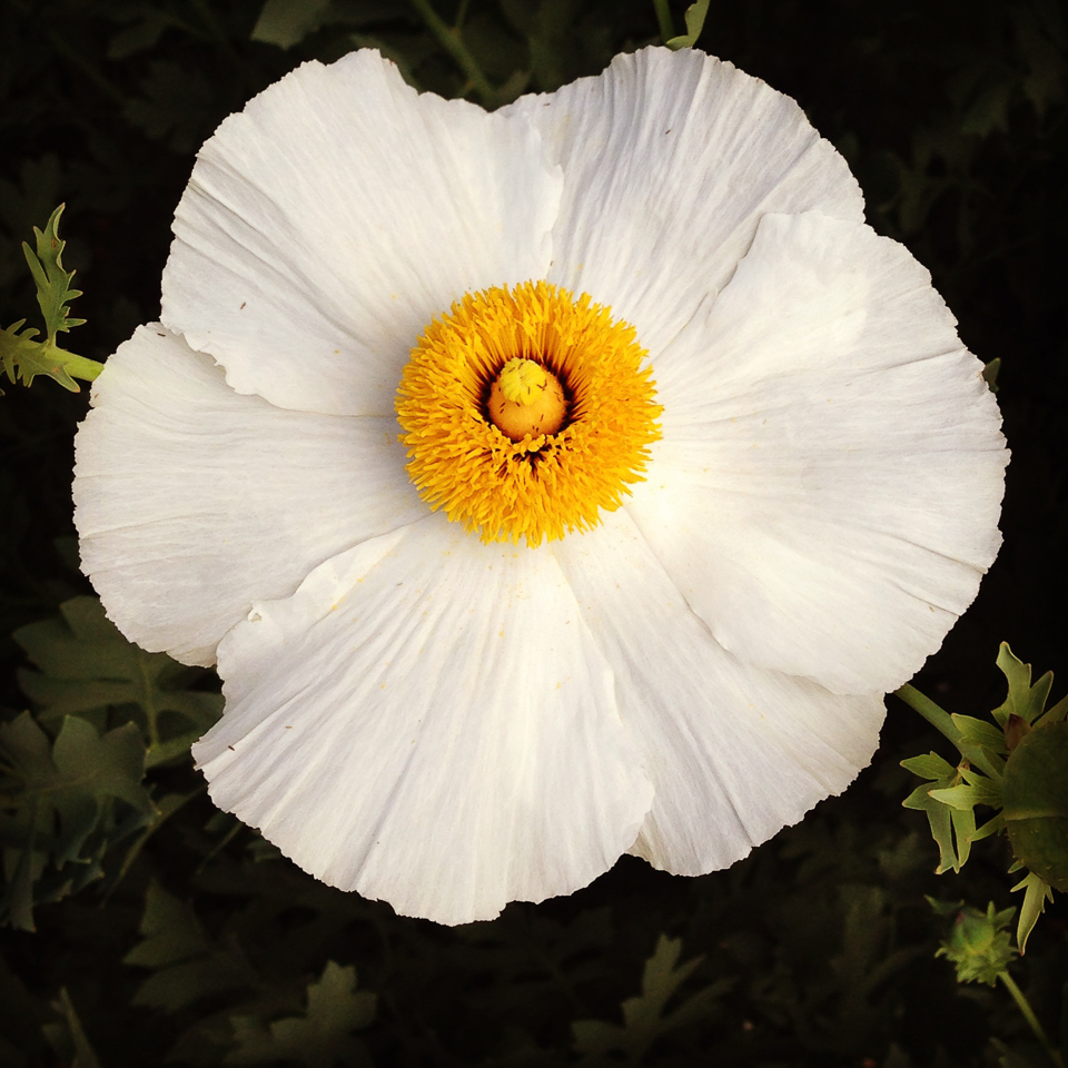 Matilija Poppy