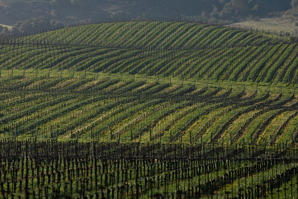 Vinyards along California State Route 246 in Lompoc, California.